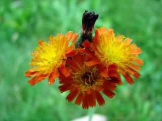 Weed_ohawk_flw_jimschulz Weed_ohawk_flw_jimschulz